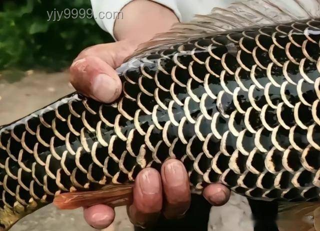 化龙未果的珍稀“龙鳞鲤”：江苏钓鱼奇遇案例研究